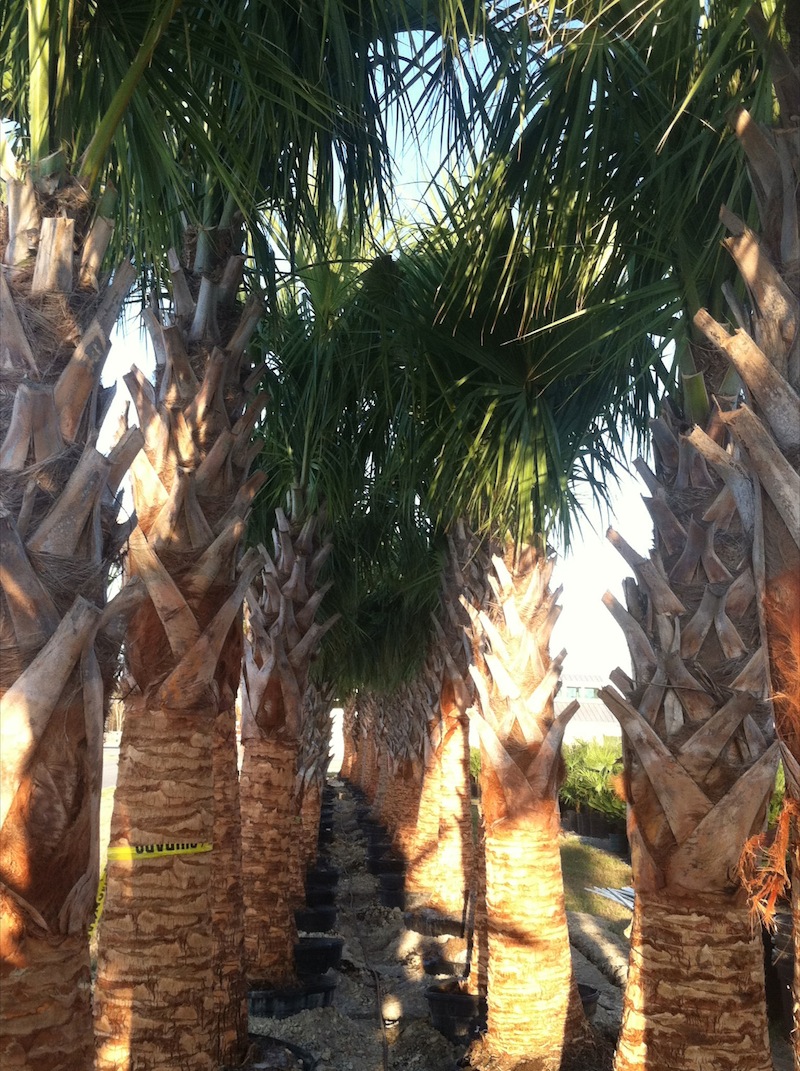 Garners Ferry Landscape Supply Mulch Columbia SC, Palm Trees Columbia